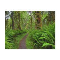 Maple Glade trail, ferns and moss covered Postcard