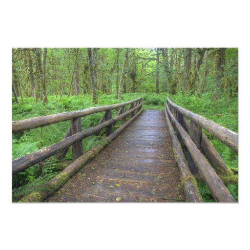 Maple Glade trail wooden bridge, ferns and Photo