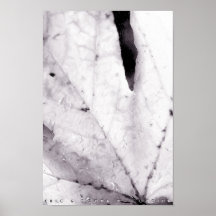 Maple Leaf II Posters