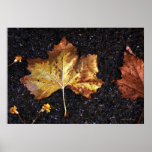 Maple Leaf In The Rain