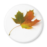 Maple Leaf Magnet