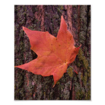 Maple Leaf Photo