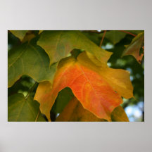Maple Leaf Poster