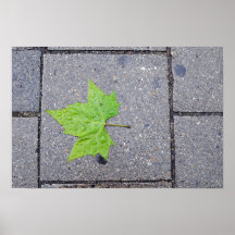 Maple-leaf Poster