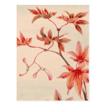 Maple leaves 2012 Calendar Postcard