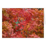 Maple Leaves Cards
