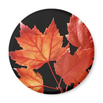 Maple Leaves Fridge Magnet