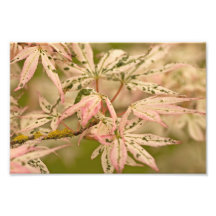 Maple Madness. Photo