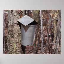 Maple Sap Bucket Print