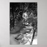 Maple Spring Poster - 1