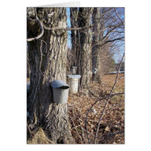 Maple Syrup Collection Notecard