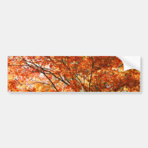 Maple tree foliage bumper stickers