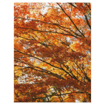 Maple tree foliage
