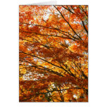 Maple tree foliage greeting cards