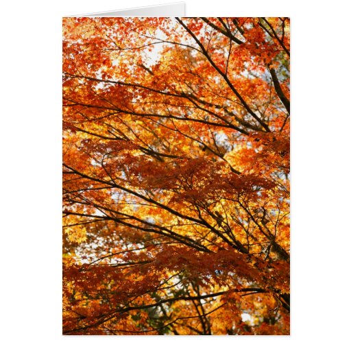 Maple tree foliage greeting cards