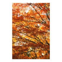 Maple tree foliage