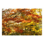 Maple tree foliage photographic print
