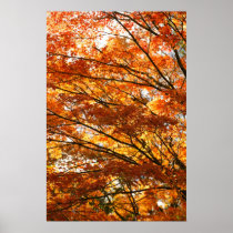 Maple tree foliage