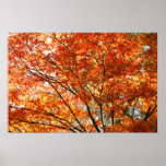 Maple tree foliage print