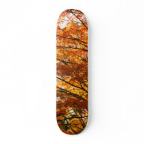 Maple tree foliage