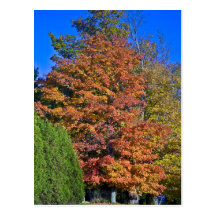 Maple Tree Vermont Fall Post Card