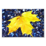 Mapple leaf photograph