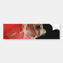 Marbled Reed Frog Bumper Sticker