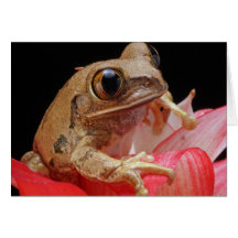 Marbled Reed Frog Greeting Card