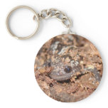 marbled salamander key chain keychains