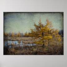 March Trees Canvas Print