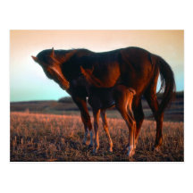 Mare and Colt Post Cards