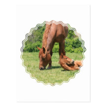 Mare and Colt Postcard