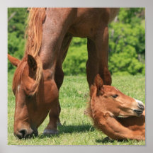 Mare and Colt Poster Print