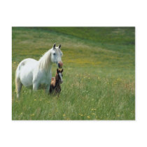 Mare and Foal in Tall Grass Postcard