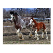 Mare & colt running post cards
