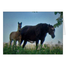 Mare & Foal Greeting Cards