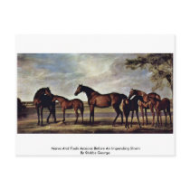 Mares And Foals Anxious Before An Impending Storm Post Cards