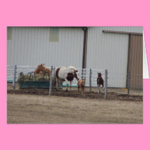 Mares & Foals In Corral cards