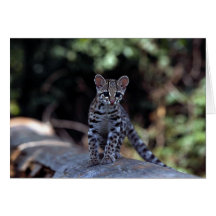 Margay (Felis wiedi) kitten in tree Card
