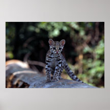 Margay (Felis wiedi) kitten in tree Print