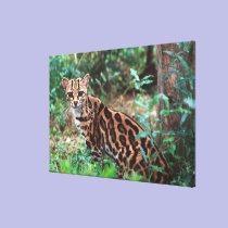 Margay, Leopardus wiedi, Native to Mexico into canvas prints