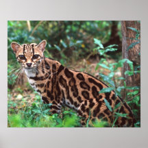 Margay, wiedi de Leopardus, indigène au Mexique da Posters