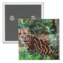 Margay, wiedi de Leopardus, indigène au Mexique da Pin's
