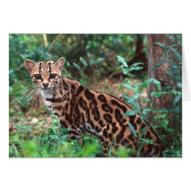 Margay, wiedi de Leopardus, indigène au Mexique da Cartes