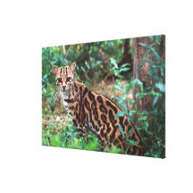 Margay, wiedi de Leopardus, indigène au Mexique da Toiles Tendues