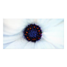 Marguerite africaine photocarte