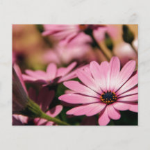 Marguerite africaine pourpre prospectus