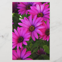 Marguerite africaine pourpre tract customisé