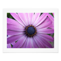 Marguerite Photographes