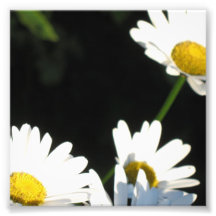 Marguerite blanche photographe